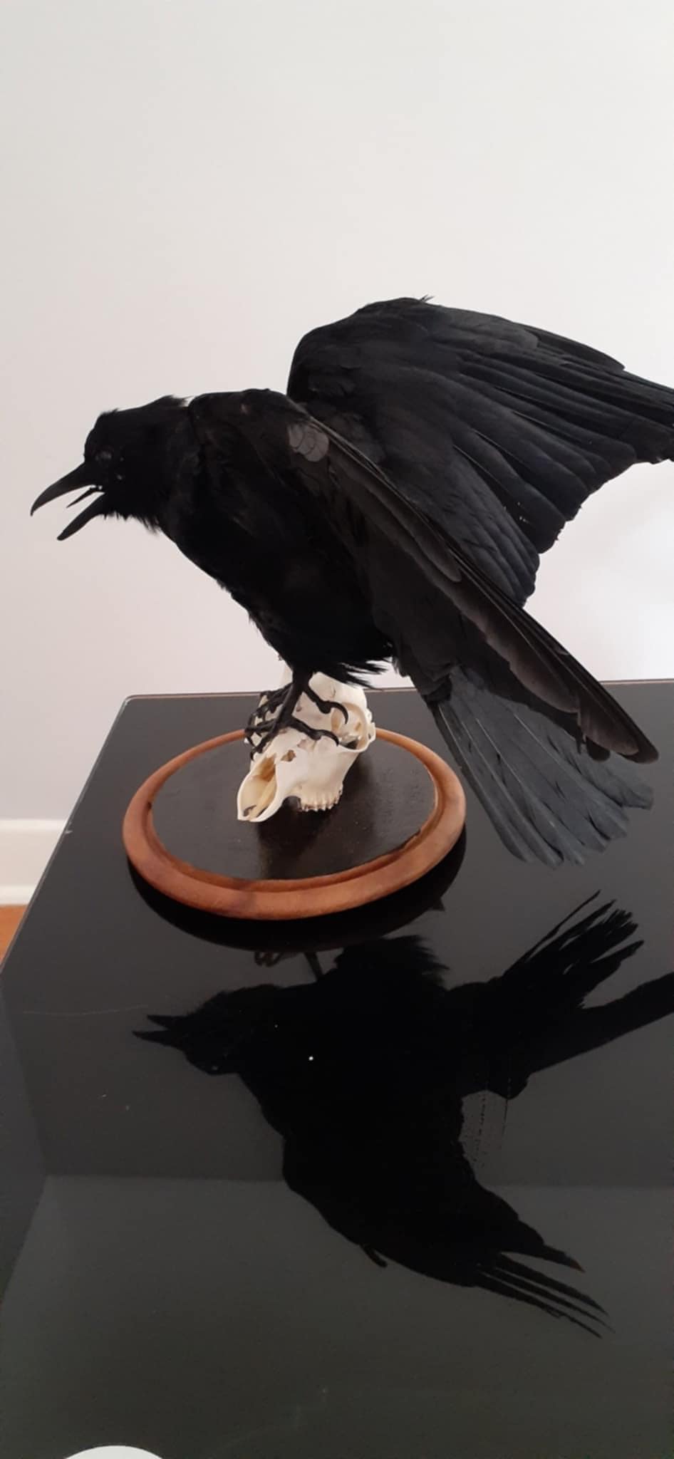 Standing carrion crow taxidermy standing on a real roe deer skull