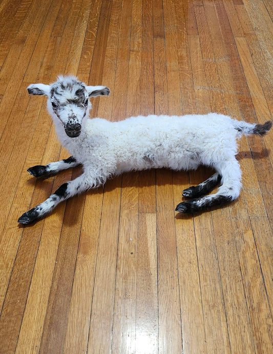 Fully posable soft mount baby lamb taxidermy, sheep taxidermy