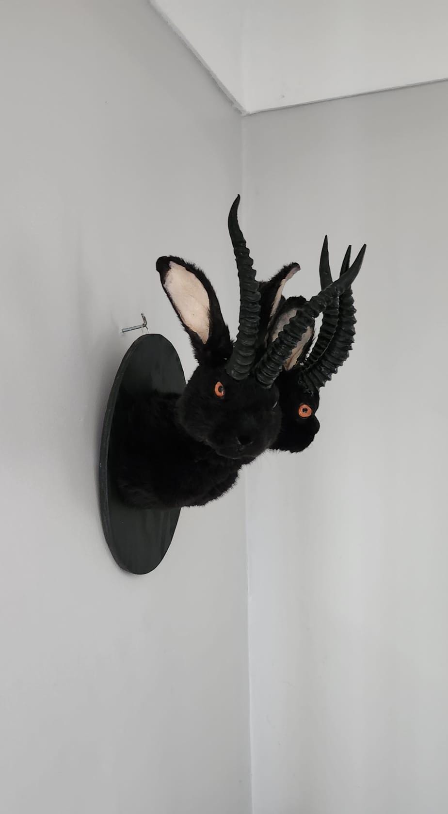 Black two headed shoulder mount jackalope taxidermy, rabbit taxidermy, wall mounted bunny
