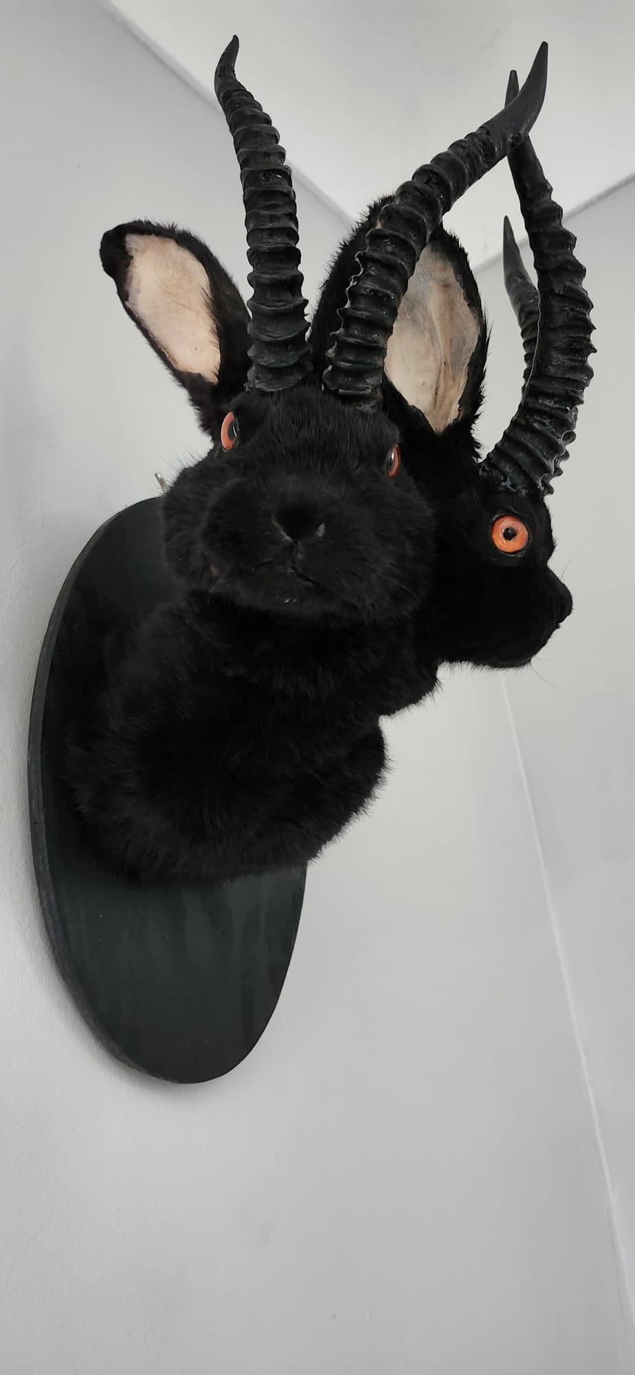 Black two headed shoulder mount jackalope taxidermy, rabbit taxidermy, wall mounted bunny