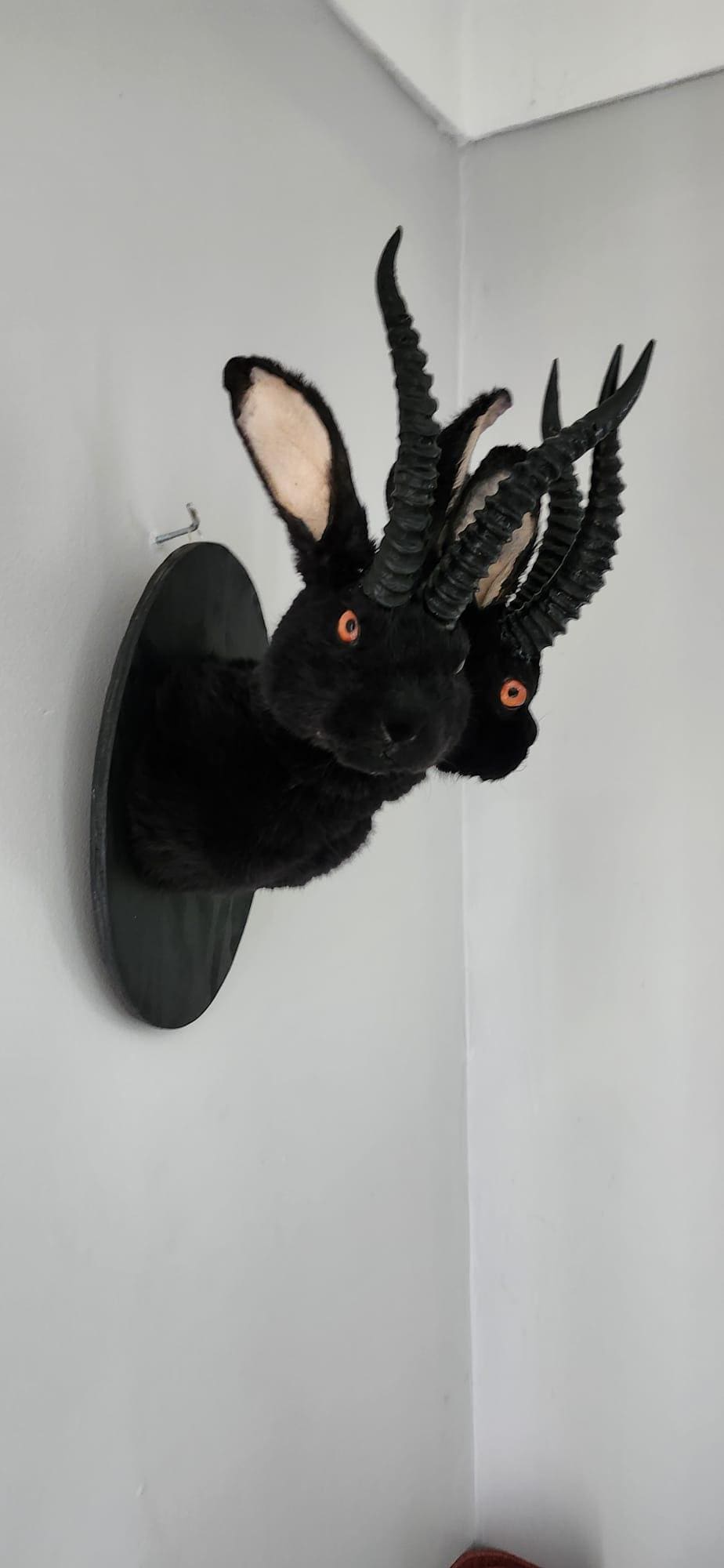 Black two headed shoulder mount jackalope taxidermy, rabbit taxidermy, wall mounted bunny
