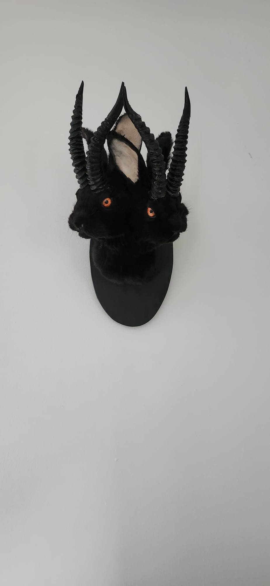 Black two headed shoulder mount jackalope taxidermy, rabbit taxidermy, wall mounted bunny