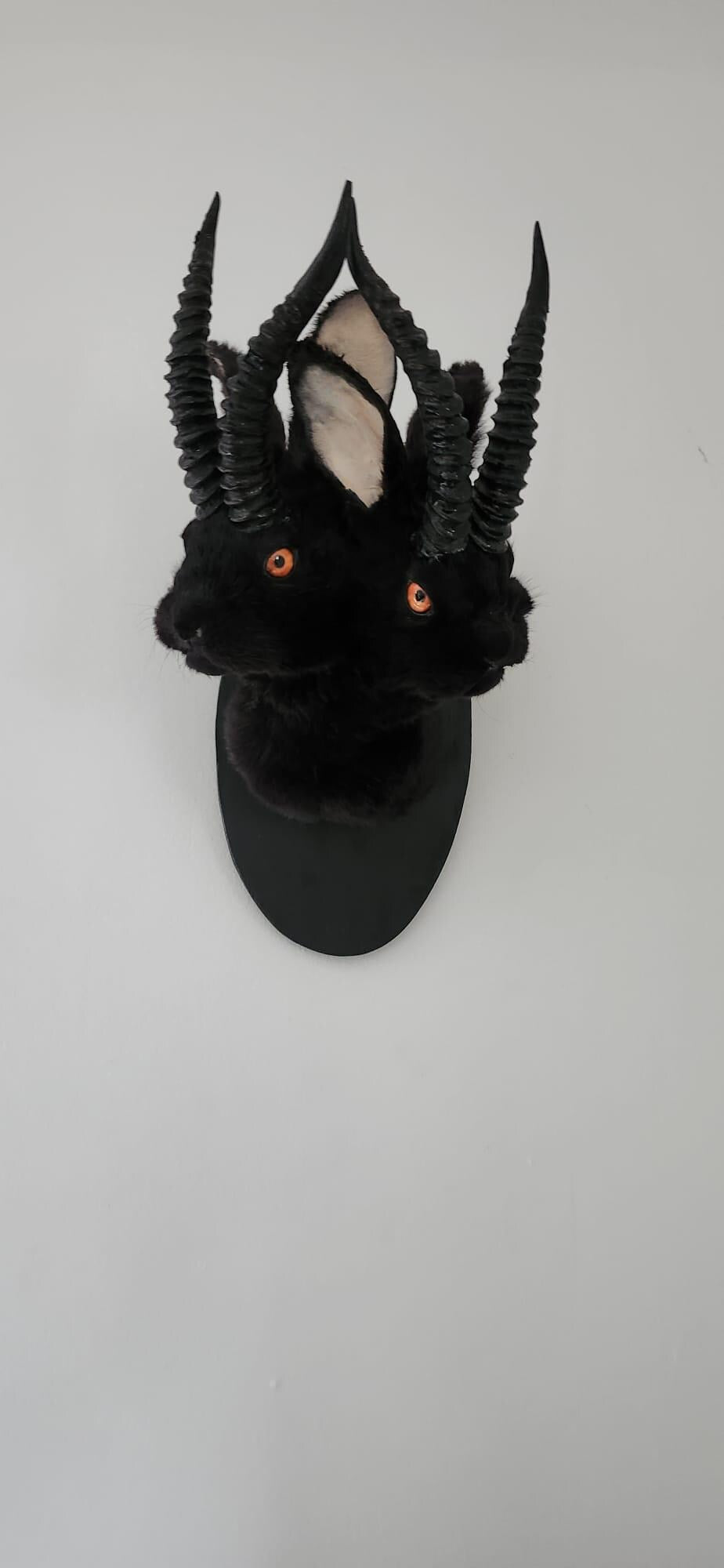 Black two headed shoulder mount jackalope taxidermy, rabbit taxidermy, wall mounted bunny