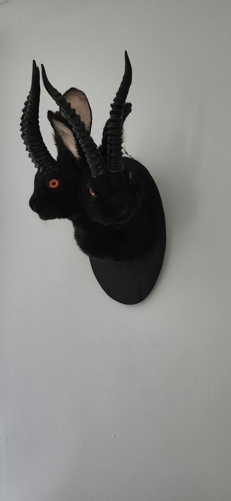 Black two headed shoulder mount jackalope taxidermy, rabbit taxidermy, wall mounted bunny
