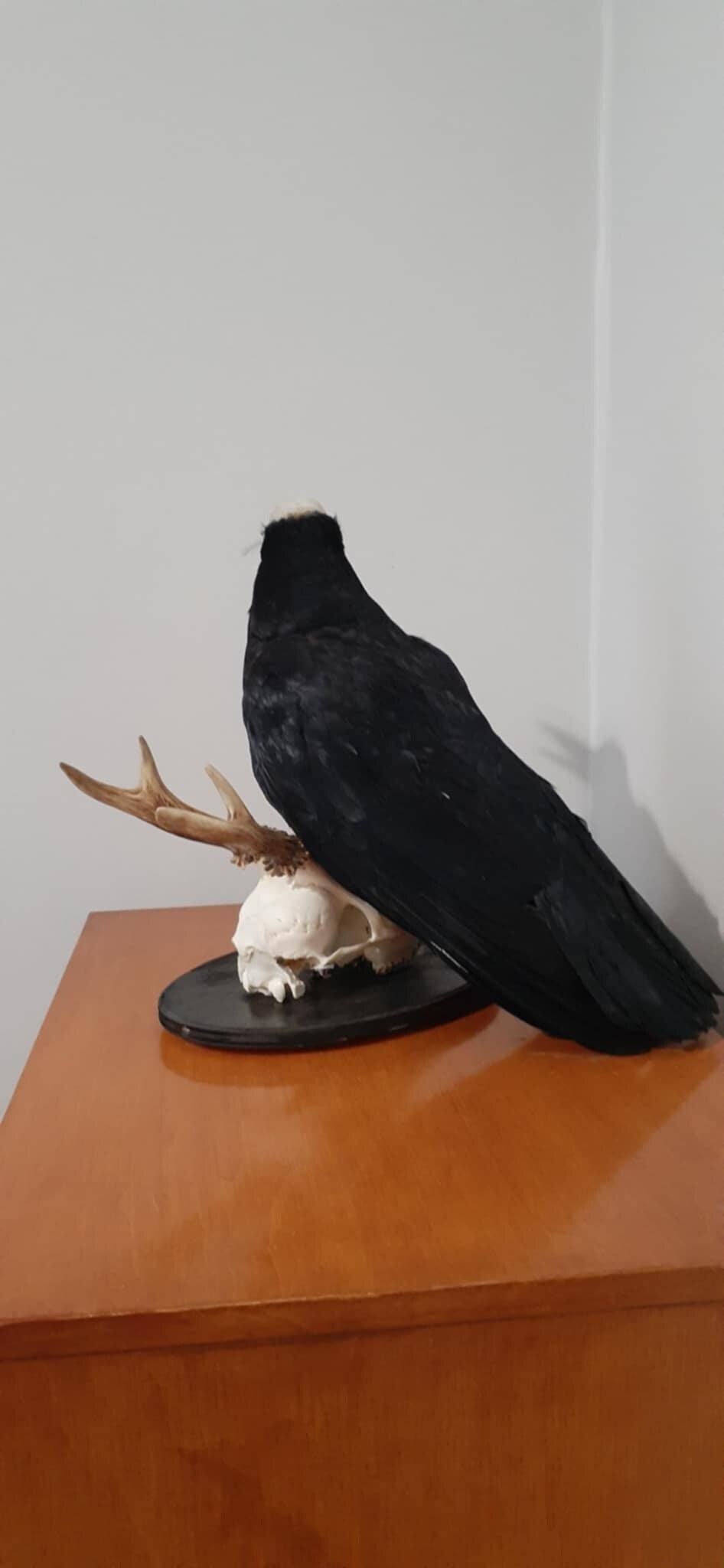 Carrion crow taxidermy with skull exposed standing on a real roe deer skull