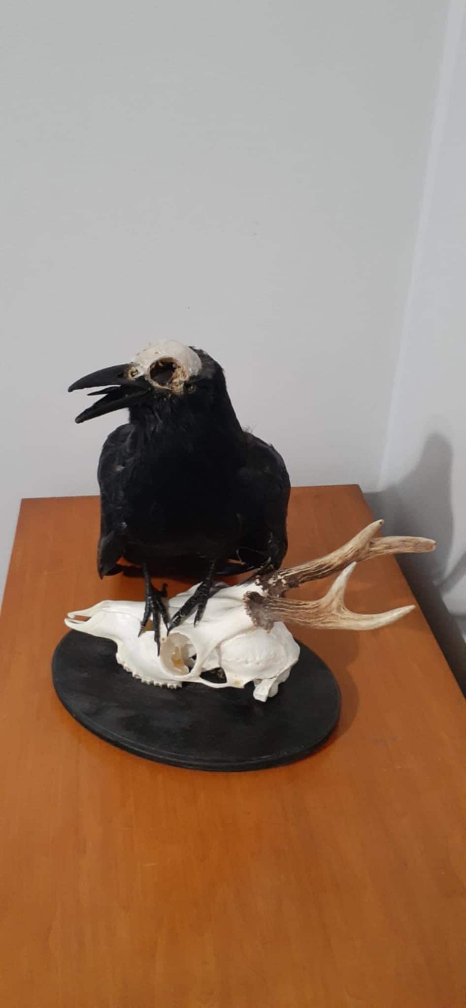Carrion crow taxidermy with skull exposed standing on a real roe deer skull