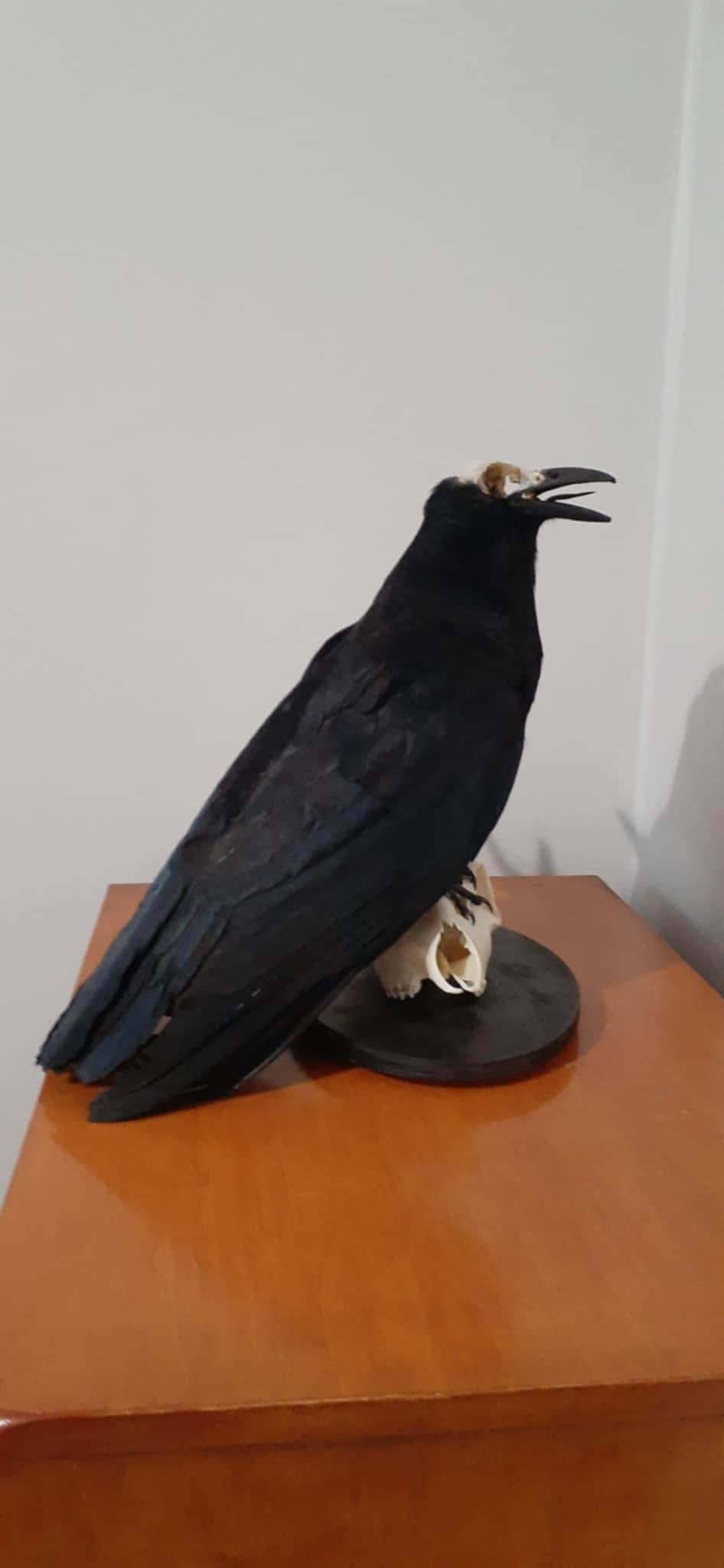 Carrion crow taxidermy with skull exposed standing on a real roe deer skull