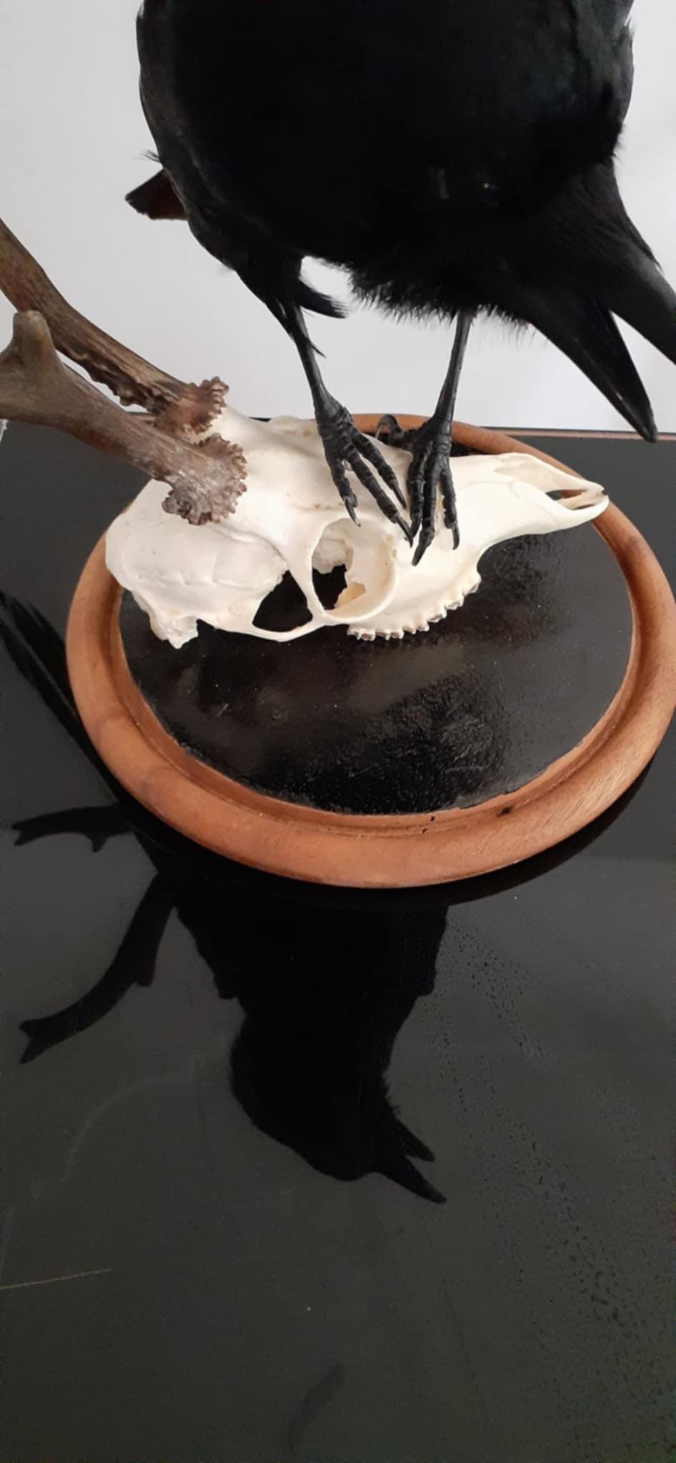 Standing carrion crow taxidermy standing on a real roe deer skull