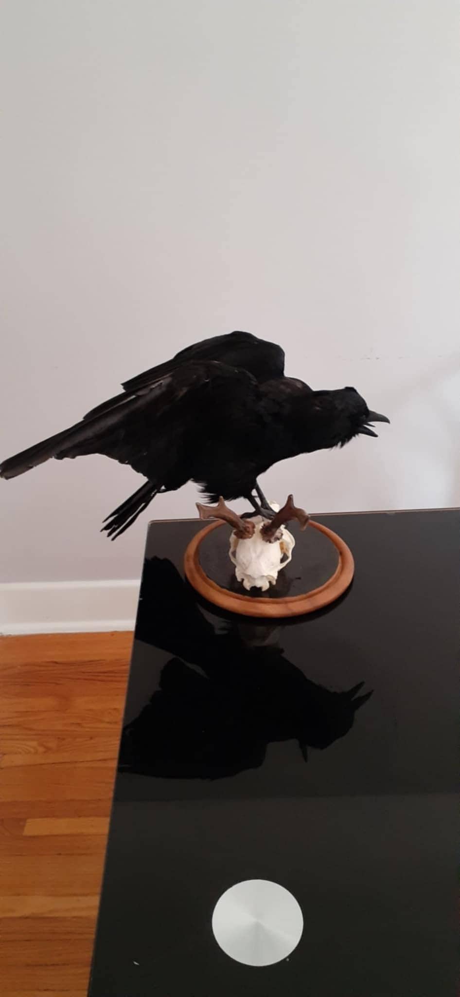 Standing carrion crow taxidermy standing on a real roe deer skull