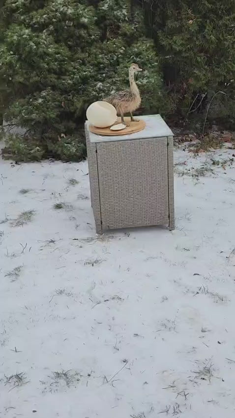 Baby ostrich taxidermy