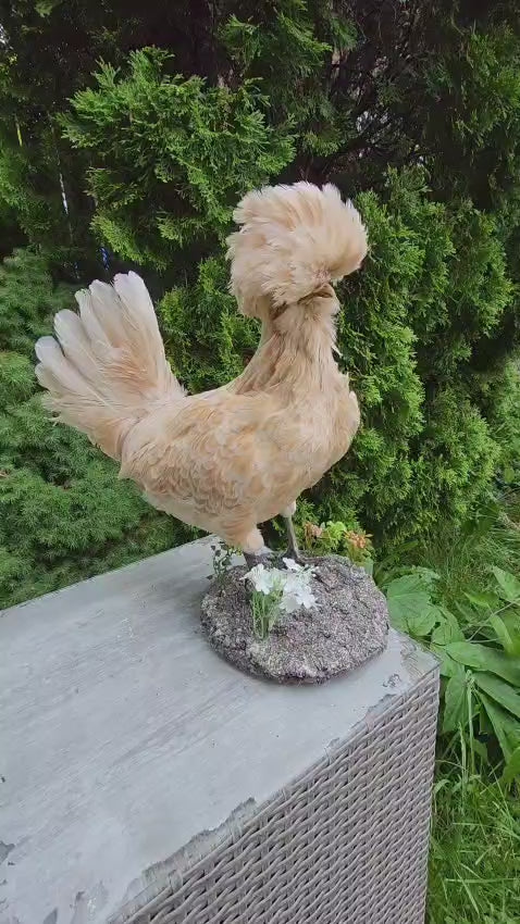 Chicken rooster taxidermy