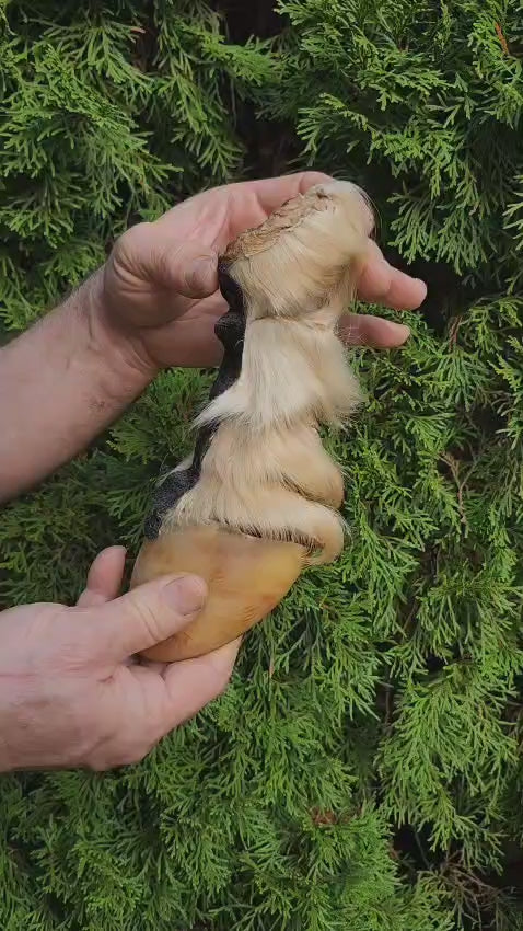 Educational horse hoof taxidermy