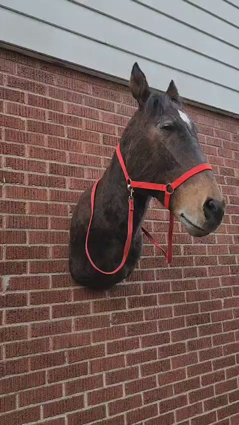 Shoulder mount horse taxidermy