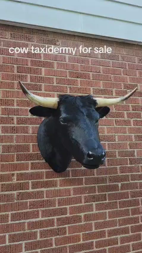 Black shoulder mount cow taxidermy