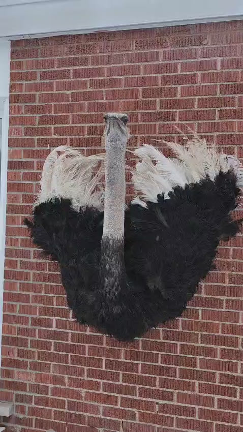 Wall mounted ostrich taxidermy