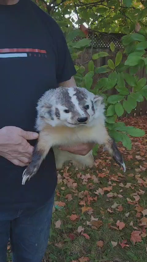 Large soft mount badger taxidermy