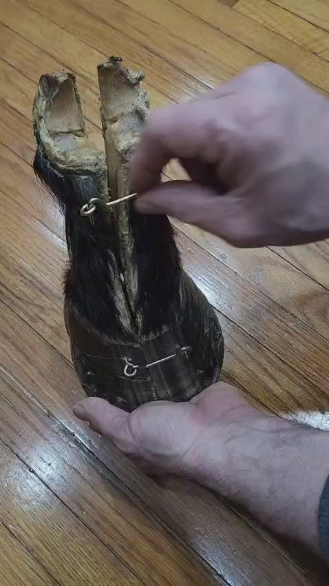 Black educational horse hoof taxidermy