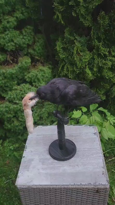 Standing carrion crow taxidermy hunted a rabbit foot