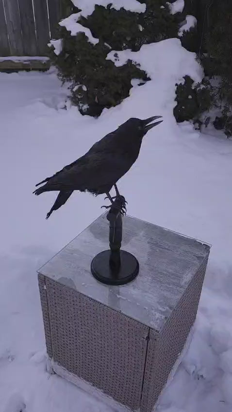 Carrion crow taxidermy