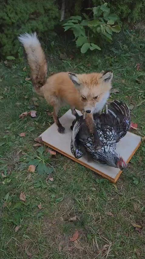 Fox taxidermy and a chicken with movable head and wings
