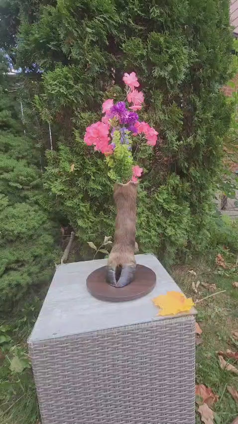 Bison / buffalo hoof taxidermy