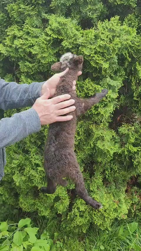 Floppy soft mount baby lamb taxidermy,  goat, sheep