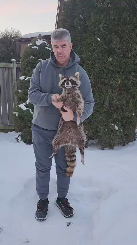XXL soft mount raccoon taxidermy