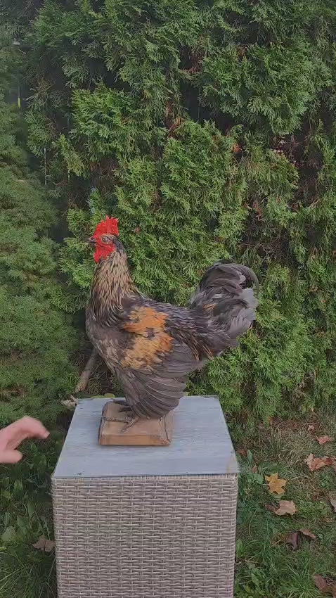 Standing colorful rooster taxidermy, chicken taxidermy