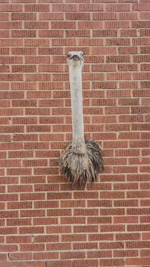 Ostrich taxidermy
