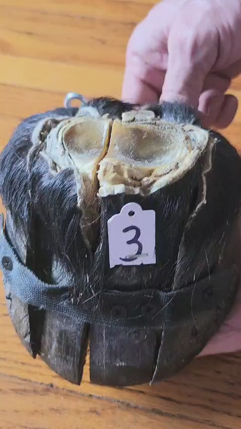 Educational horse hoof taxidermy