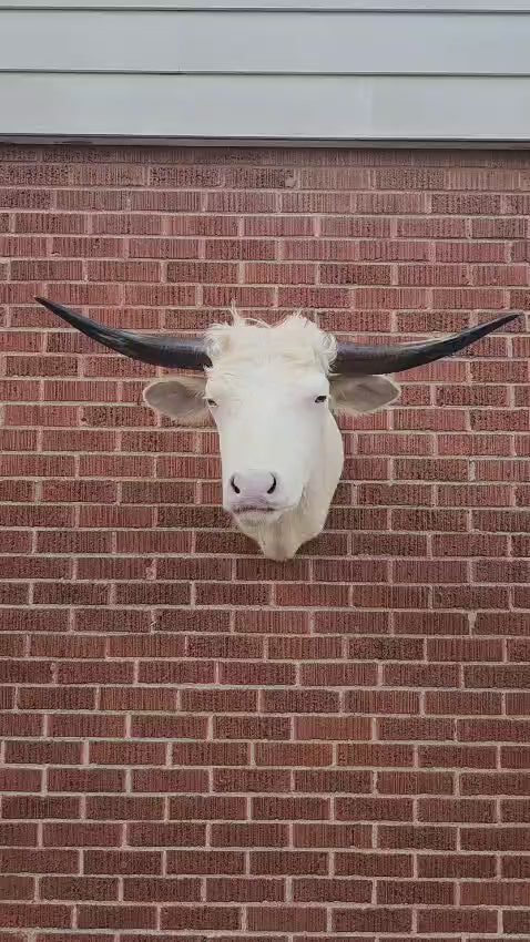 White shoulder mount cow taxidermy with long horns
