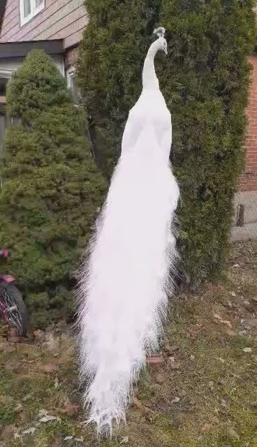 White full tail peacock taxidermy