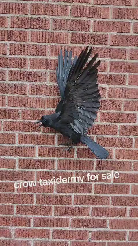 Flying wall mounted carrion crow taxidermy
