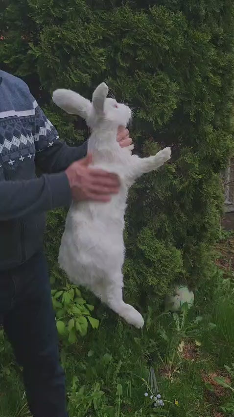 XL soft mount rabbit taxidermy with albino eyes