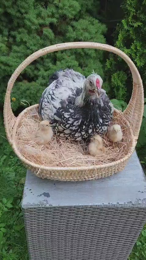 Chicken, rooster, hen taxidermy sitting in a basket with her three chicks
