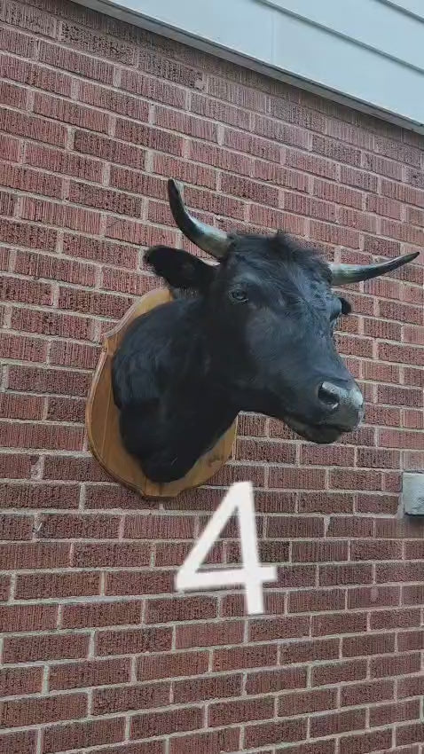 Shoulder mount black cow taxidermy