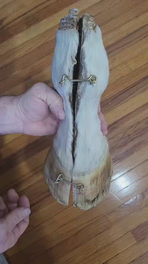 Educational horse hoof taxidermy