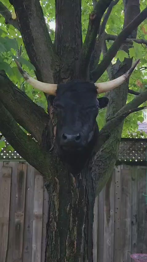 Black shoulder mount cow taxidermy