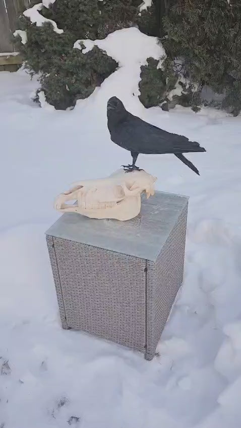 Carrion Crow taxidermy standing on a donkey skull