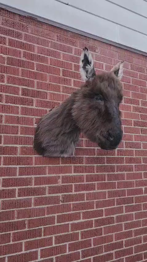 Shoulder mount donkey taxidermy