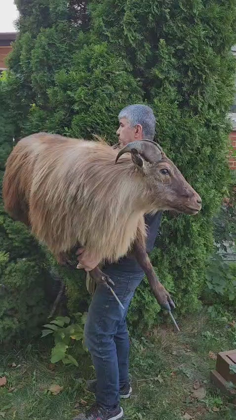 Wall mounted full body goat