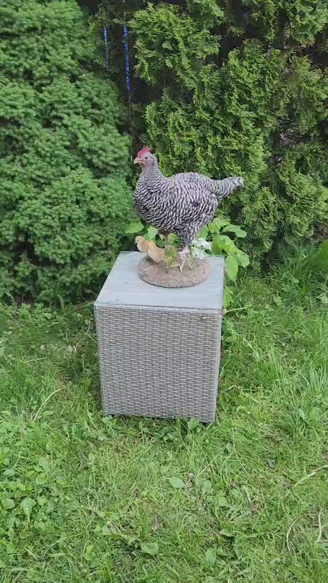 Chicken taxidermy with her chicks