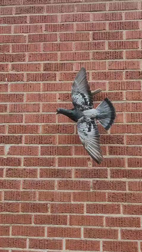 Flying wall mounted gray pigeon taxidermy