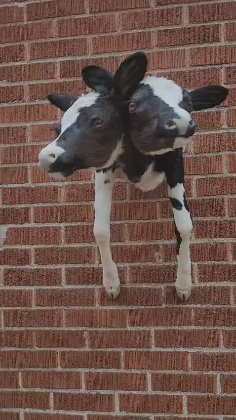 Shoulder mount two headed calf taxidermy, cow taxidermy