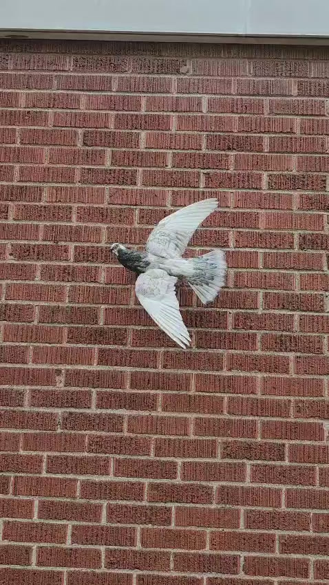 Flying wall mounted pigeon taxidermy