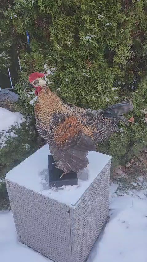 Standing rooster taxidermy with skull exposed,  Chicken hen taxidermy