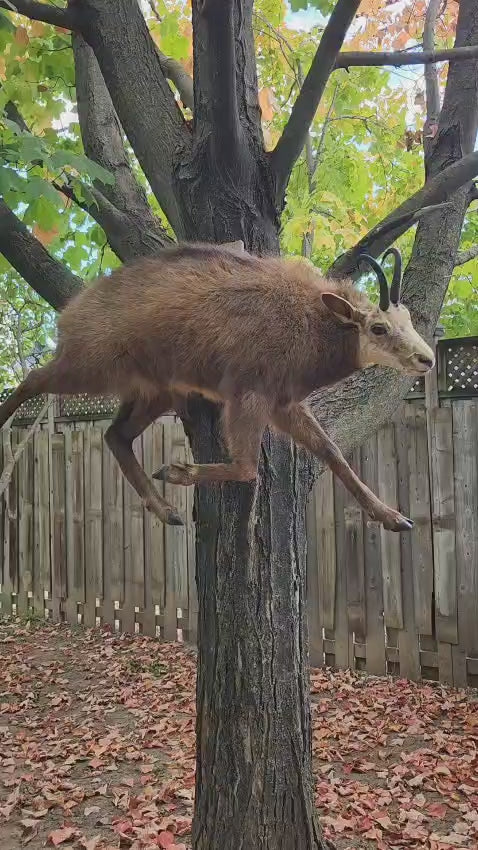 Wall mounted full body chamois