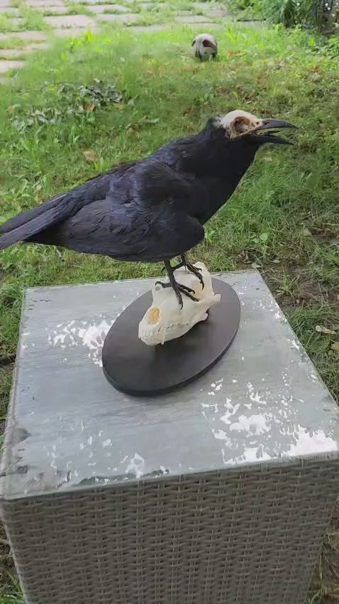 Carrion Crow taxidermy with skull exposed standing on a coyote skull