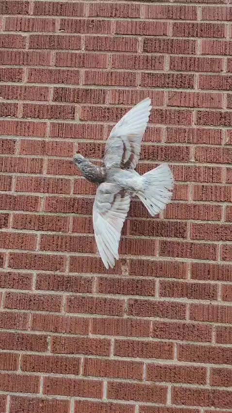Flying wall mounted pigeon taxidermy
