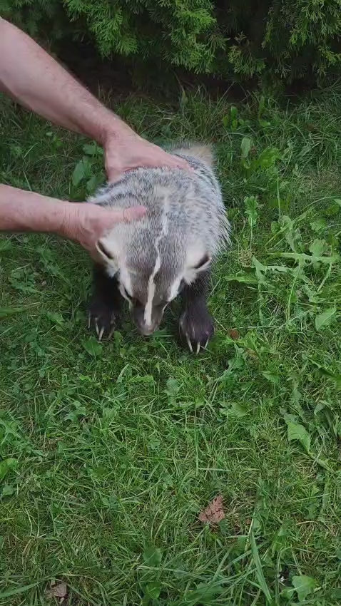 Fully Posable soft mount badger taxidermy
